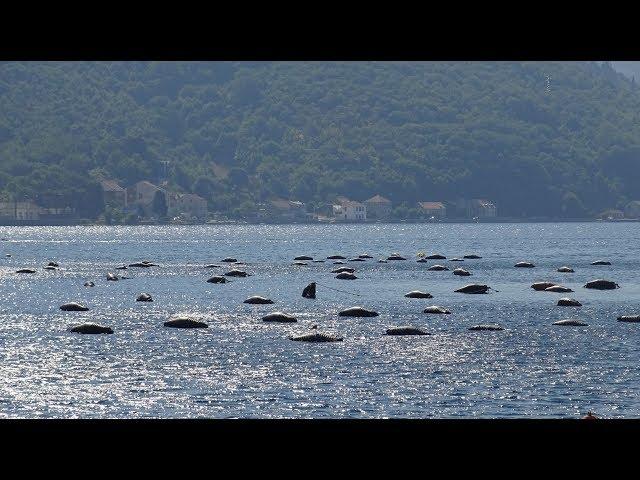 Как выращивают мидий и устриц. Отдых в Черногории. Montenegro - 2017.