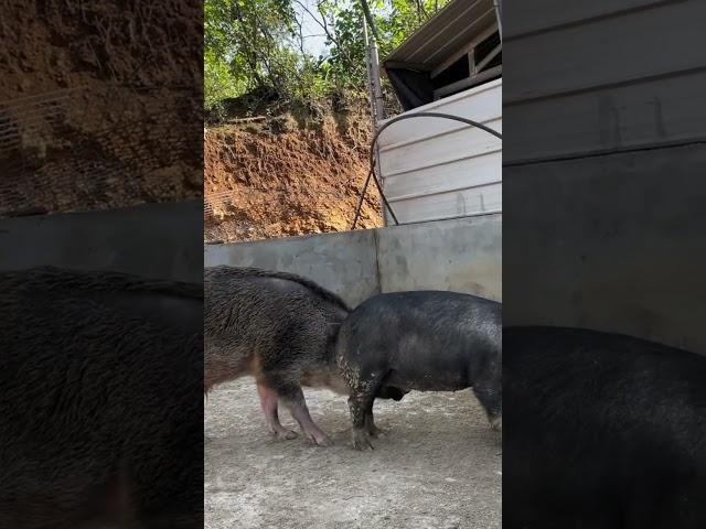 #shorts #pig #wildboar #minipig #piggy #pigs #piglife #minipigs #piglove #cutepig #piglet