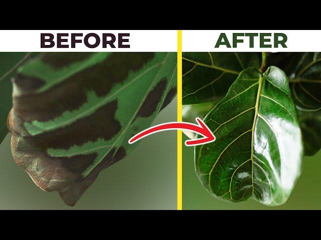 Fiddle Leaf Fig BROWN SPOTS Treatment: Do This ASAP!