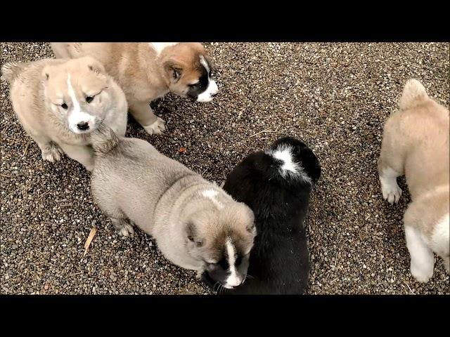 Central asian shepherd puppies day in our  kennel Michigan