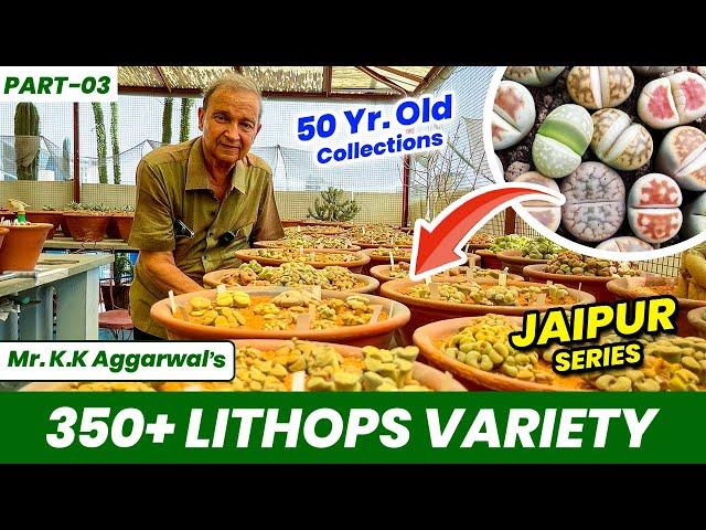 350+ Rare Lithops Variety | K.K Aggarwal जी का 50 साल पुराना लिथोप्स कलेक्शन  