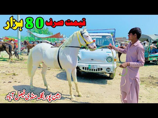 Horse Mandi Amipur Bangla Faisalabad | Horse For Sale Pakistan | Ghora Mandi