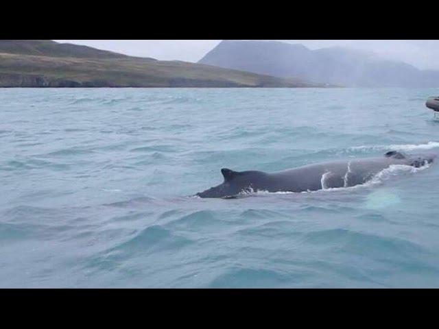 Whale Watching Akureyri - RIB @ 14:00 on 31.8.2016