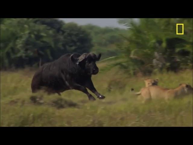 World Wild Brave Buffalo chases a Lion  Most Viral!