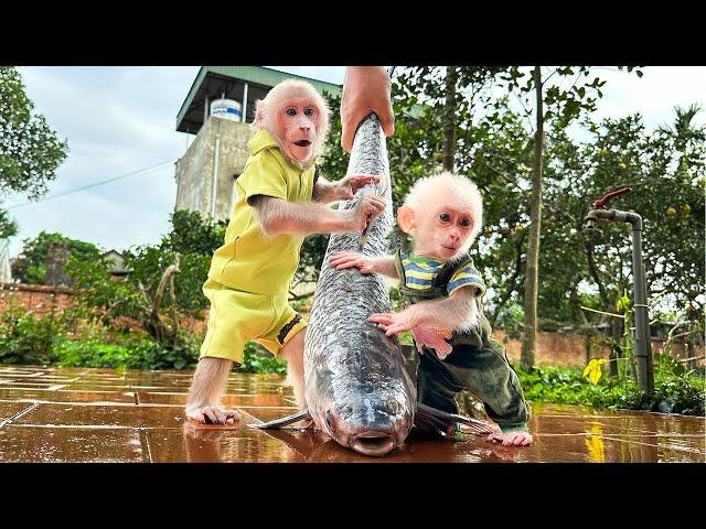 Bibi and lala were surprised and curious to help Dad prepare fish!