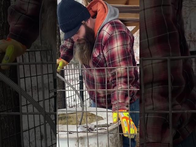 Helping the PIG out! #farmliving #farming #homesteading