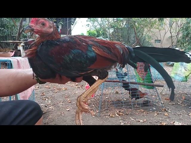 Gilmore Hatch x Golden Boy at 3 months