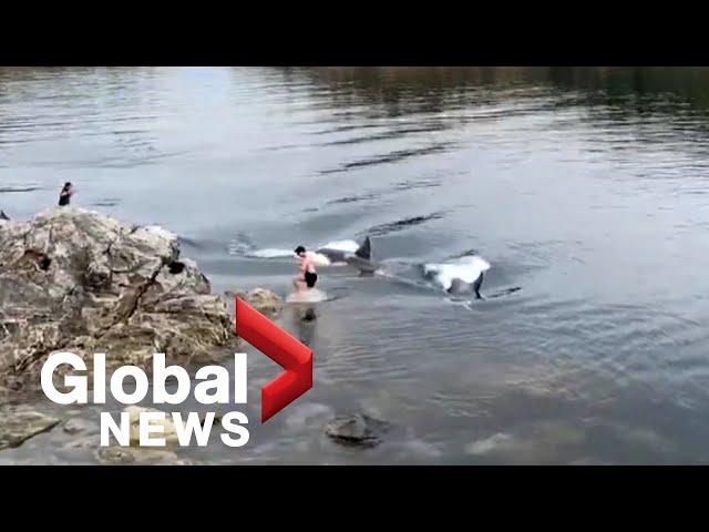 Pod of orcas surprise swimmers off BC coast, video shows