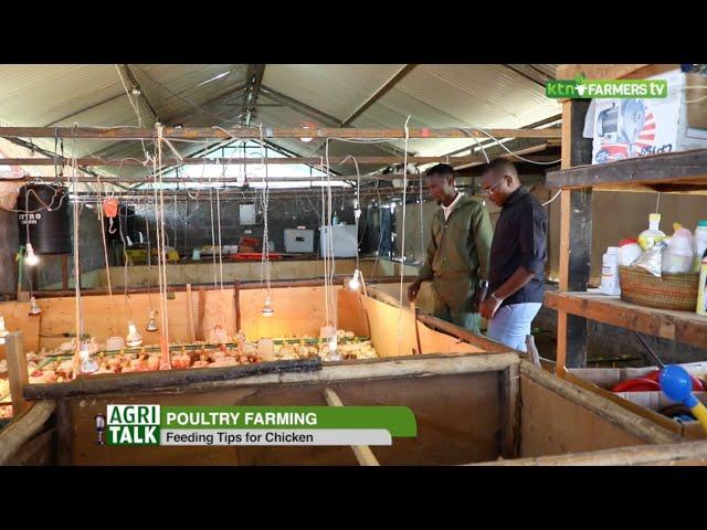 Poultry farming tips and best practices - AgriTalk