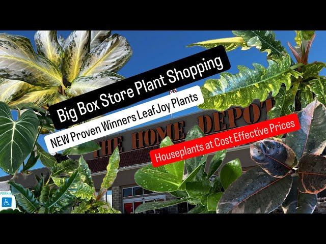 Big Box Store Plant Shopping New Proven Winner Leafjoy Houseplants Home Depot Spring 2025 Plant Find