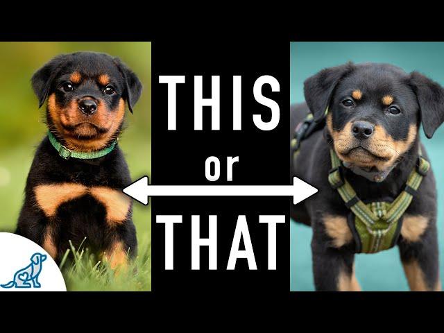 28 Puppy Training Tips In 8 Minutes