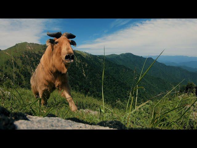 CGTN Nature: Qinling Mountains Series | Episode 5: The Golden Takin