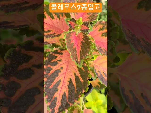 #은혜화훼판매장 #콜레우스