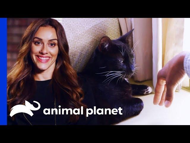 Using Pet Training To Turn Dog People Into Cat People! | Cat vs. Dog