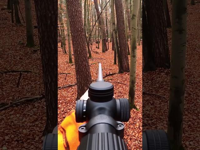 Frischling aus Rotte erlegt auf Drückjagd #remington700 #338winmag #Sauen #jagd #wildboar #hunting