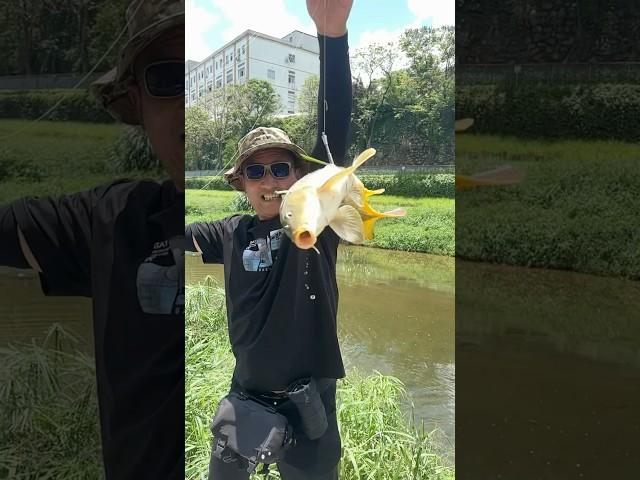 Capture an Asian carp
