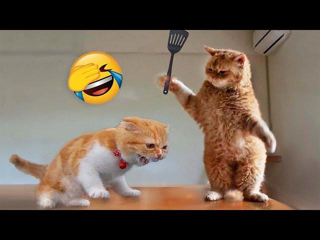 Funniest Animals 2023  Funny Cats and Dogs  | Funny Animal Videos 2023