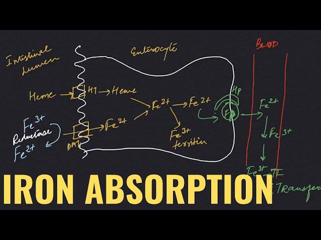 Absorption of iron - Detailed overview