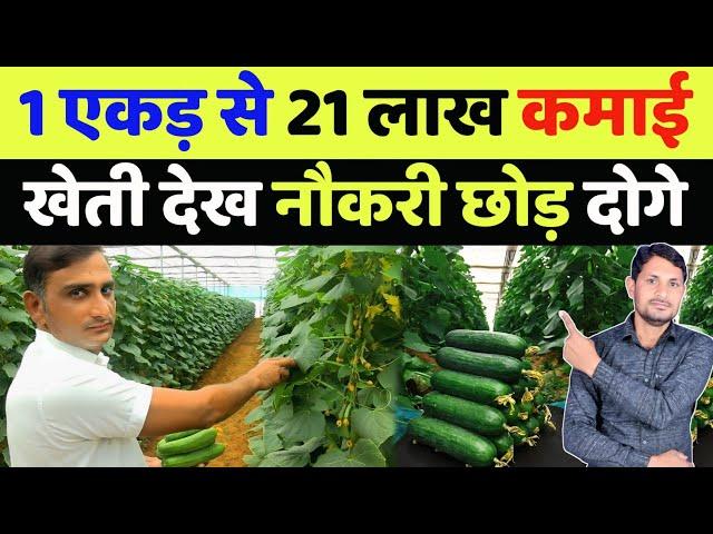 खीरा की खेती कब और कैसे करें | khira ki kheti kab kare | polyhouse farming in india