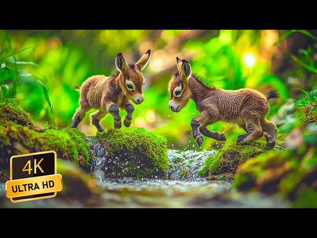 Lovely Cute Animals 4K ~ Relaxing Music That Instant Relief from Stress and Anxiety