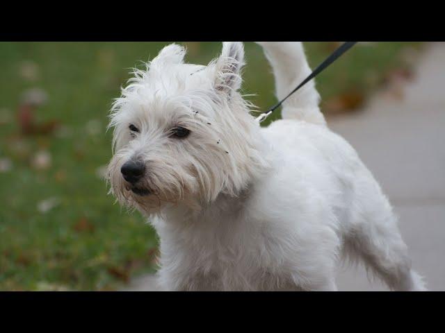 The Adorable West Highland White Terrier and Westie Mix Breeds: A Comparison