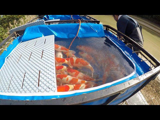 KOI FISH HARVEST (TATEGOI NISAI) - MARUDO KOI FARM JAPAN