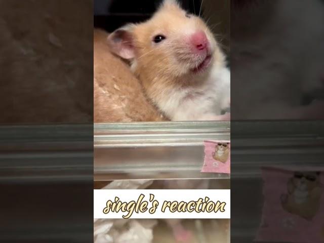 so cute hamsters️ #1550 #shorts #hamstercare #roborovskii #fyp #happy #love #cutehamsterdoing #pet