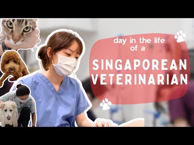 Day in the life of a veterinarian in Singapore