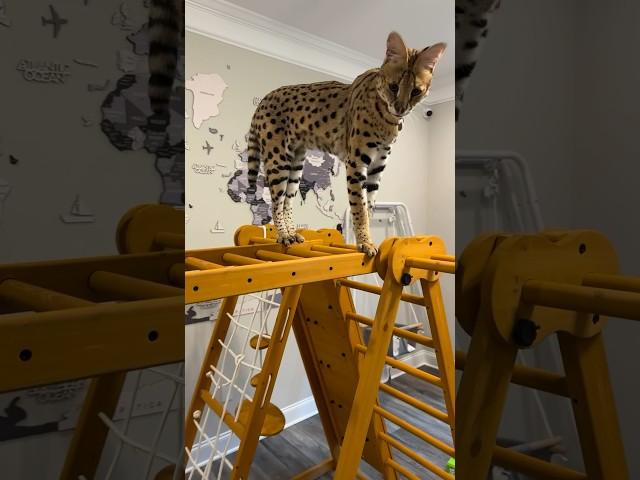 Serval Climbed High #serval #servalcats #shorts