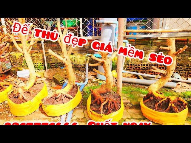 Phôi mai giảo bonsai đế thú giá mềm sèo 8/11 #aTú0917771666 |MaivàngThanhTâm