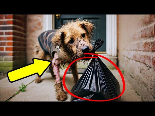 Stray Dog Brings Mysterious Object To Doorstep, Vet Examines It And Freaks Out!