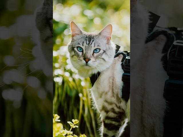 Found a cat with EXTRA TOES  #catphotography #streetportraits