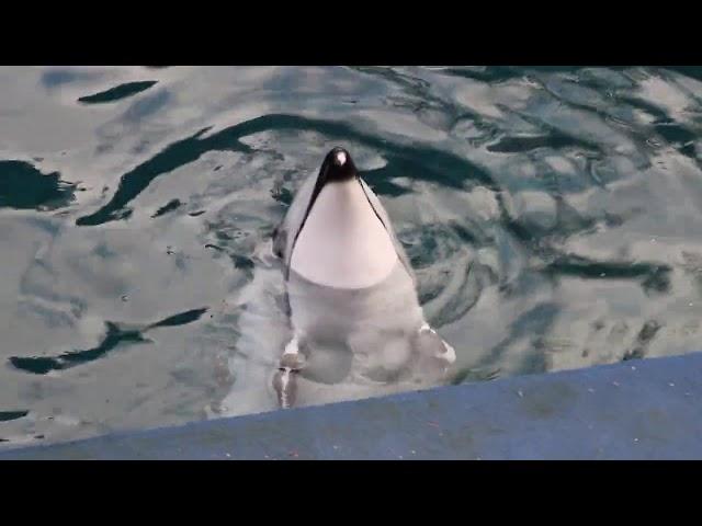 Helen The Lonely Pacific White-Sided Dolphin At Vancouver Aquarium