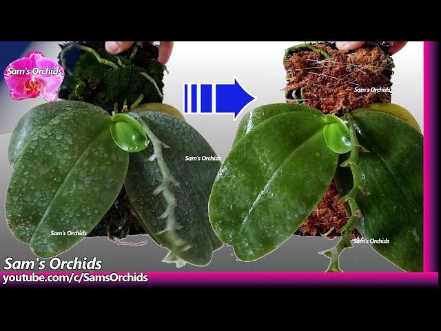 Replace sphagnum moss for mounted Phalaenopsis orchid