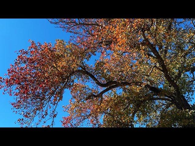 The Texas Bucket List - Tyler State Park