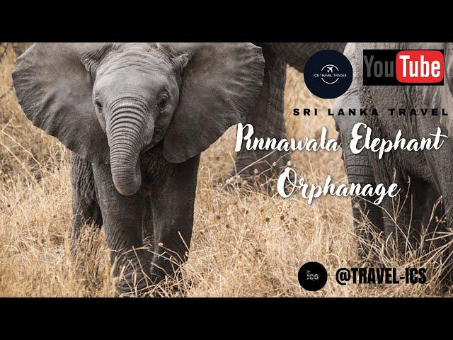 Meet the Adorable Elephants at the Elephant Orphanage"@Travel-ics#pinnawala #elephant