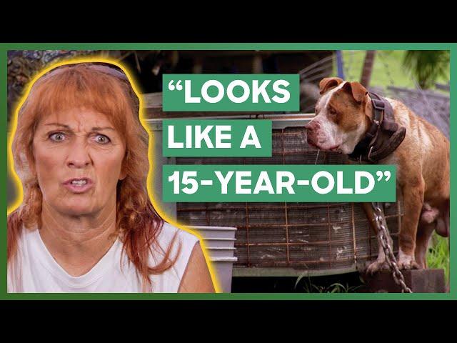 Tia Rescues A Pit Bull That Has Never Experienced Freedom | Pit Bulls & Parolees