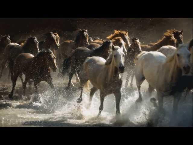 We are free - Hans zimmer ~ music (FOR HORSES AND NATURE LOVERS )