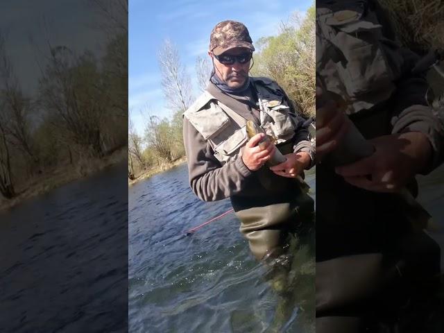 Pesca de truchas #videospesca #pescar #pescadeportiva #segofishing #blackbass #truchas