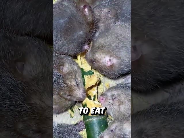 China's Giant Rats Sold for Meat!?  #BambooRat #ChinaFacts #WeirdFood