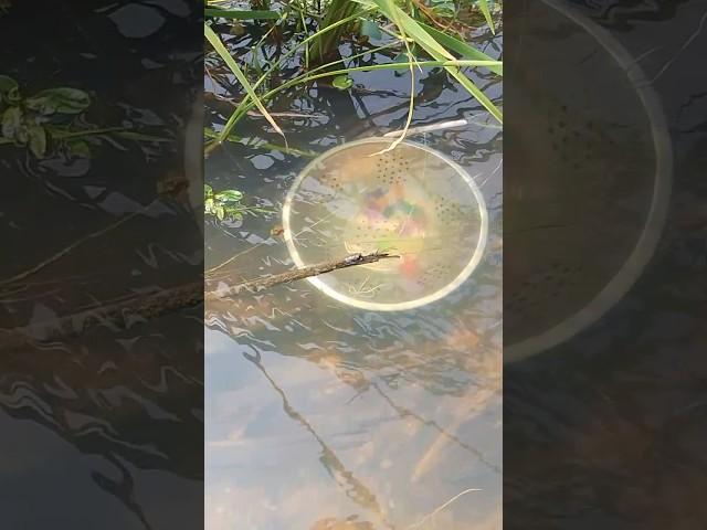 Best fishing shorts video#fishing#shorts