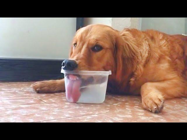 These Funniest Golden Retrievers will have you in Stitches!  Funny dog videos 2024