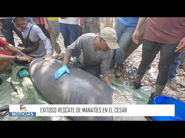 Exitoso rescate de Manatíes en el Cesar