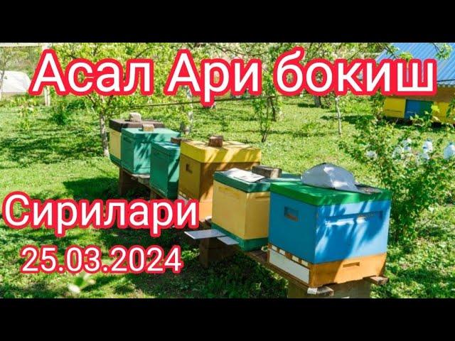 Андижон вилояти. Асал Аричилик сирлари.25.03.2024. #пчеловодство #vodiydansado  99 008 90 53