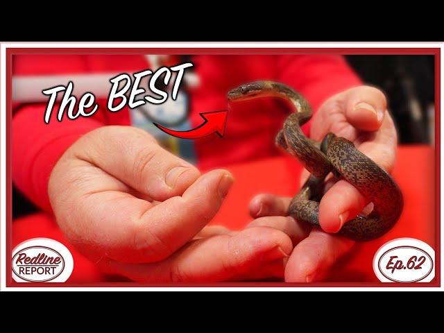 Why Macklot's Pythons are the BEST SNAKE in the Hobby - Redline Report Ep.62