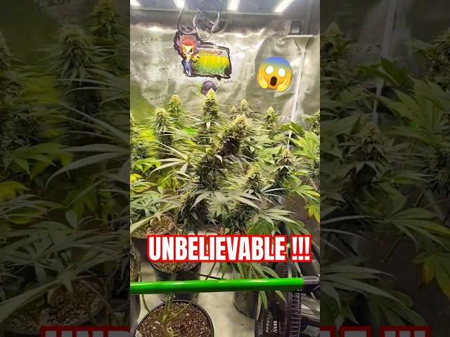 WORLD RECORD Cannabis  5 Weeks Into Flower LED vs HPS! #cbd #ACINFINITY