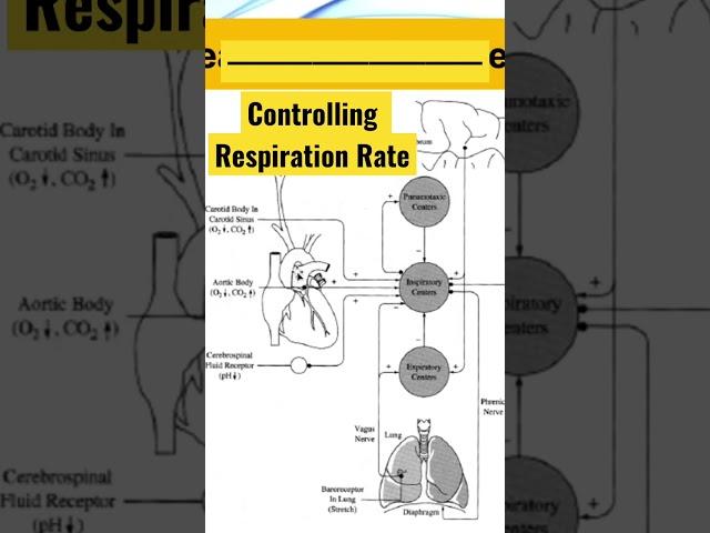 Discover How Our Heart Influences Our Respiration Rate