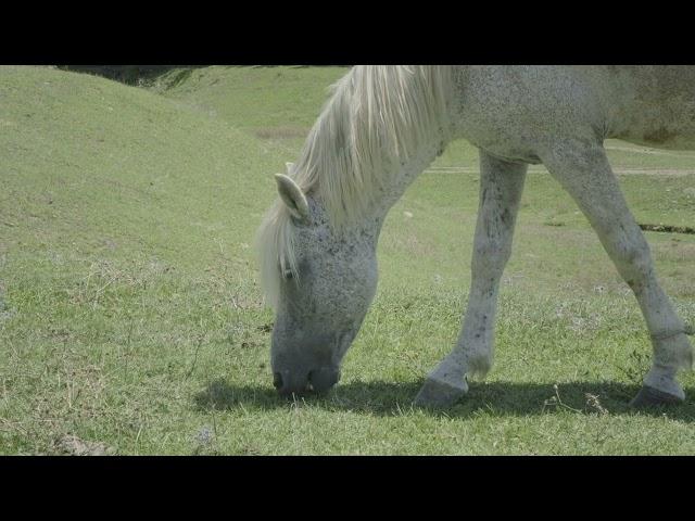 [PointFOOTAGE] Animals - Horse white pockmarked grazing on field - CU - 5161857