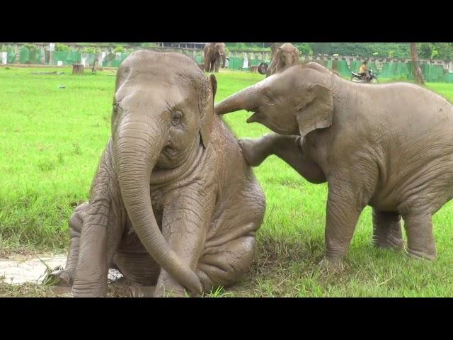 Single Day Visit to Elephant Nature Park