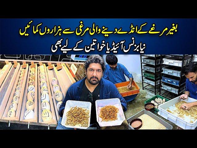 HAZARO LAGAO LAKHO KAMAO | MEALWORM FARMING ???